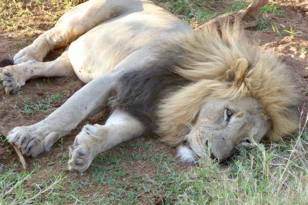 lion resting peacefully on the ground with a lush green background emphasizing its majestic features and natural habitat